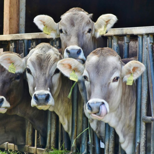 AMR expert welcomes new USDA “raised without antibiotics” livestock guidelines