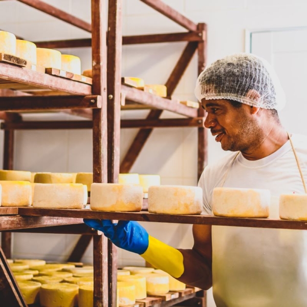 Brazilian artisan cheese bacteria offers new opportunities for probiotic industry