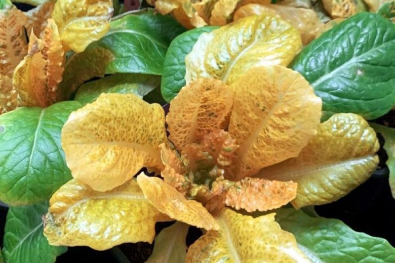 “Golden lettuce”: Researchers fortify leaves to boost pro-vitamin A content