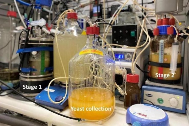 Power-to-Protein: Scientists use microbes to turn CO2 into yeast rich in protein and vitamin B9